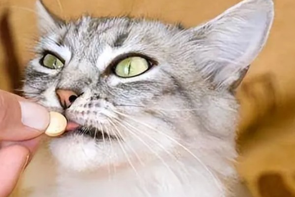 猫咪感染寄生虫的主要原因，可能是乱吃东西所致