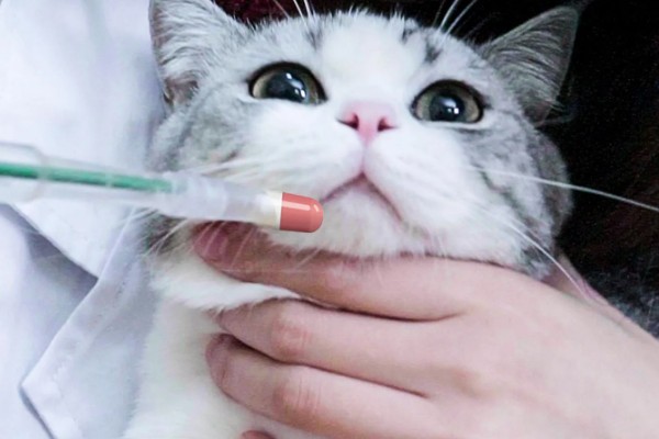猫咪感染寄生虫的主要原因，可能是乱吃东西所致