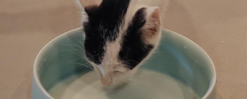 幼猫幼犬喝羊奶粉的益处，可有效提高它们的免疫力