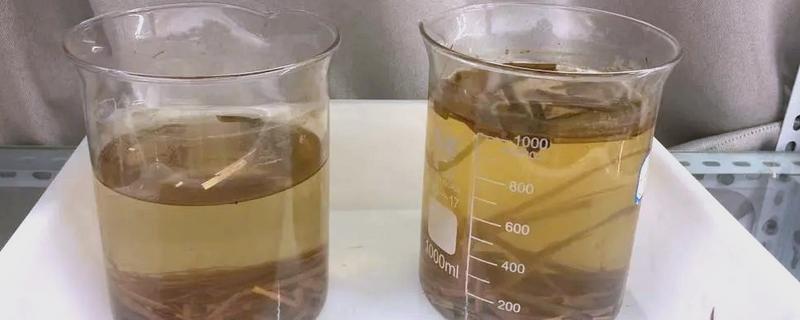 草履虫的培养方法，每隔3天换一次培养液