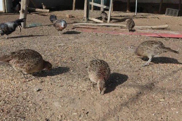 养活野鸡的方法,舍养和放养相结合是最佳方式