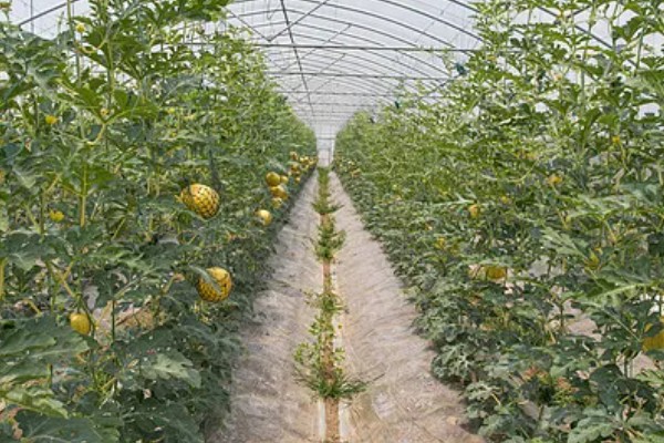 大棚种什么可以快速挣钱，反季节水果、蘑菇、香草等作物值得考虑