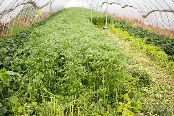 大棚种什么可以快速挣钱，反季节水果、蘑菇、香草等作物值得考虑