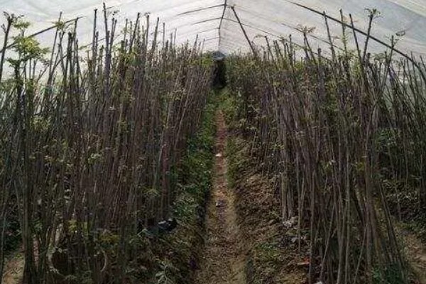 大棚种什么可以快速挣钱，反季节水果、蘑菇、香草等作物值得考虑