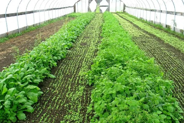 大棚种什么可以快速挣钱，反季节水果、蘑菇、香草等作物值得考虑