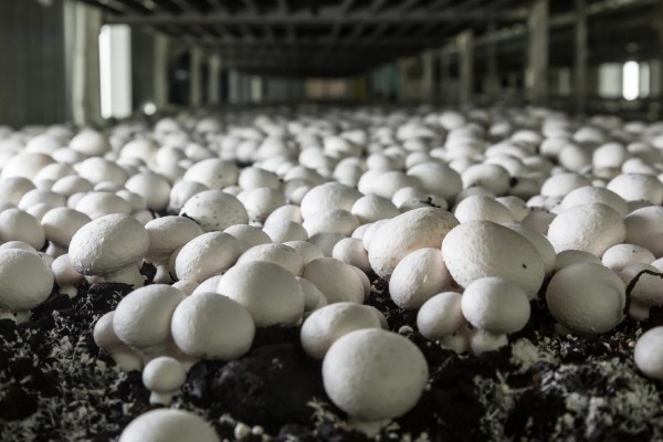 大棚种什么可以快速挣钱，反季节水果、蘑菇、香草等作物值得考虑