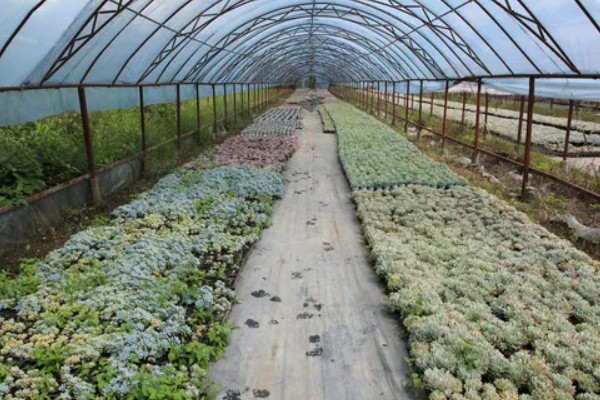 大棚种什么可以快速挣钱，反季节水果、蘑菇、香草等作物值得考虑