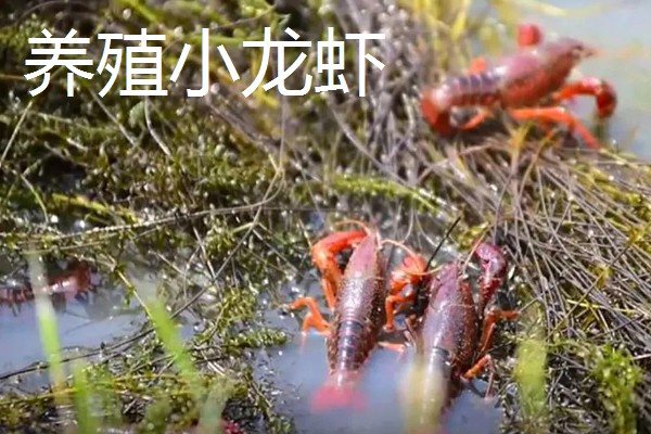 大棚种什么可以快速挣钱，反季节水果、蘑菇、香草等作物值得考虑