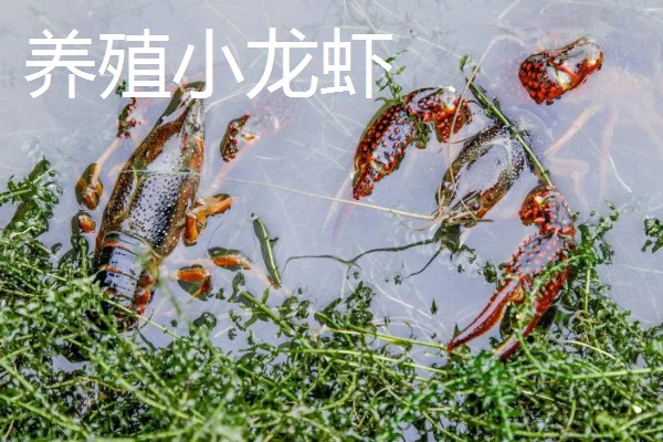 大棚种什么可以快速挣钱，反季节水果、蘑菇、香草等作物值得考虑