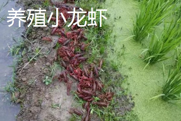 大棚种什么可以快速挣钱，反季节水果、蘑菇、香草等作物值得考虑