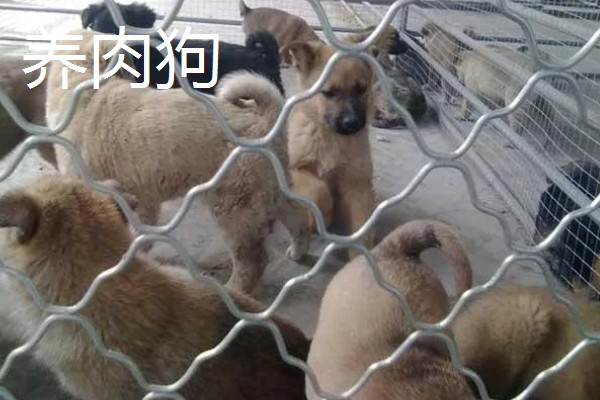 大棚种什么可以快速挣钱，反季节水果、蘑菇、香草等作物值得考虑