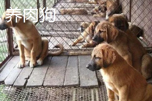 大棚种什么可以快速挣钱，反季节水果、蘑菇、香草等作物值得考虑