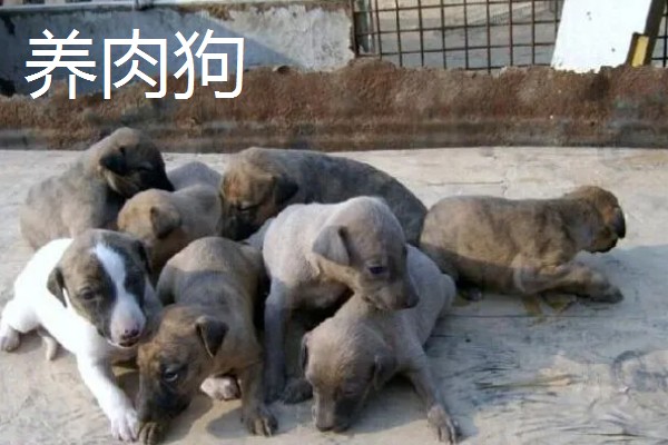 大棚种什么可以快速挣钱，反季节水果、蘑菇、香草等作物值得考虑