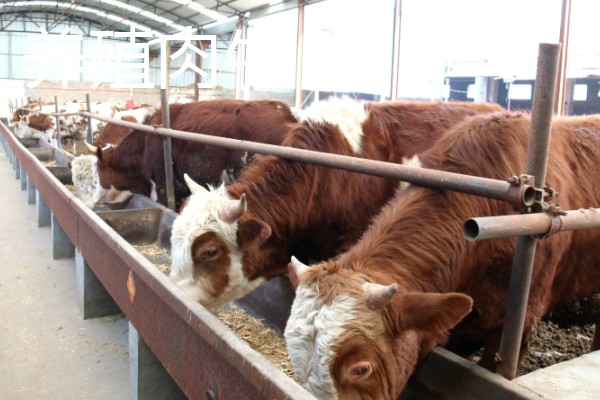 大棚种什么可以快速挣钱，反季节水果、蘑菇、香草等作物值得考虑