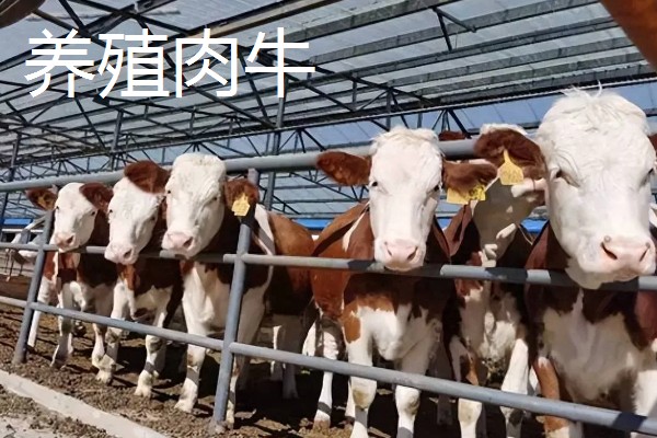 大棚种什么可以快速挣钱，反季节水果、蘑菇、香草等作物值得考虑