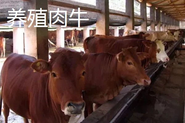 大棚种什么可以快速挣钱，反季节水果、蘑菇、香草等作物值得考虑