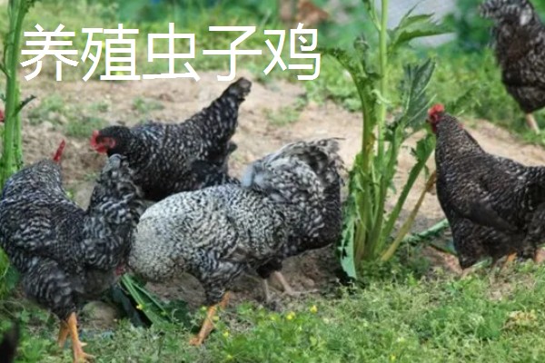 大棚种什么可以快速挣钱，反季节水果、蘑菇、香草等作物值得考虑