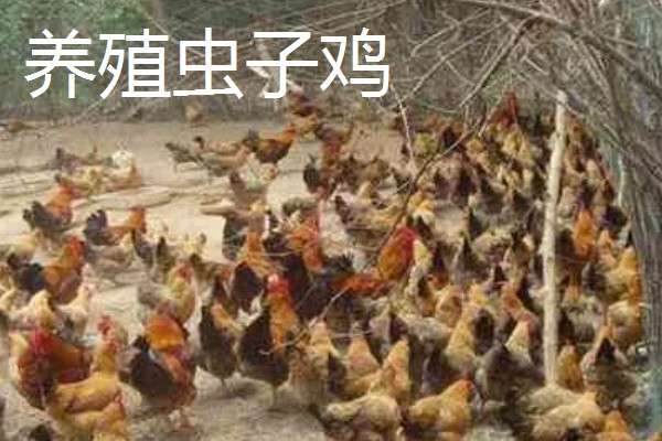 大棚种什么可以快速挣钱，反季节水果、蘑菇、香草等作物值得考虑