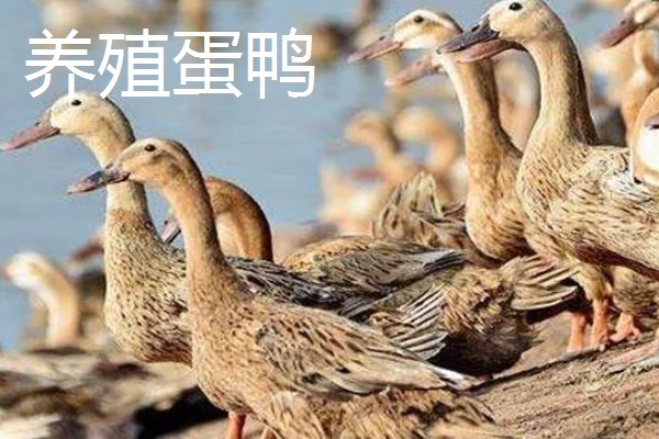 大棚种什么可以快速挣钱，反季节水果、蘑菇、香草等作物值得考虑