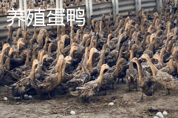 大棚种什么可以快速挣钱，反季节水果、蘑菇、香草等作物值得考虑