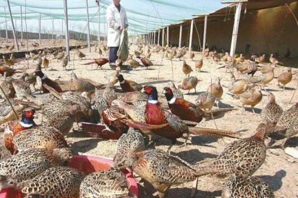 养活野鸡的方法,舍养和放养相结合是最佳方式