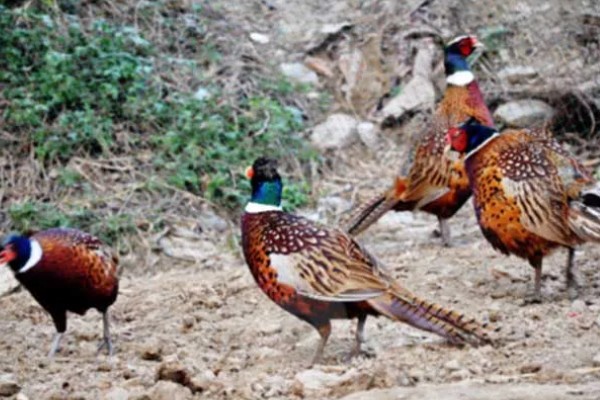 养活野鸡的方法,舍养和放养相结合是最佳方式