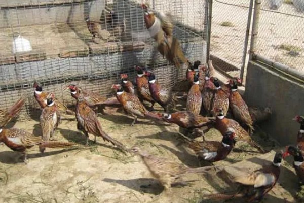 养活野鸡的方法,舍养和放养相结合是最佳方式