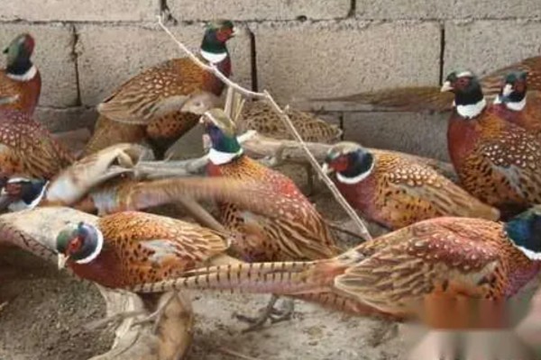 养活野鸡的方法,舍养和放养相结合是最佳方式
