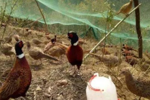养活野鸡的方法,舍养和放养相结合是最佳方式