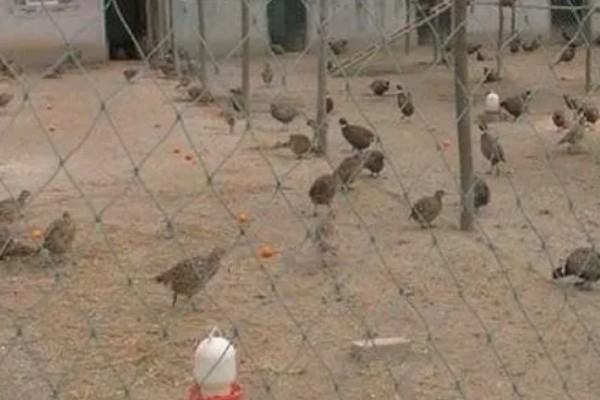 养活野鸡的方法,舍养和放养相结合是最佳方式