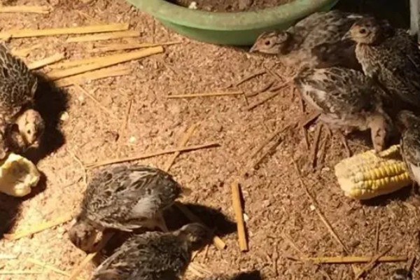 养活野鸡的方法,舍养和放养相结合是最佳方式