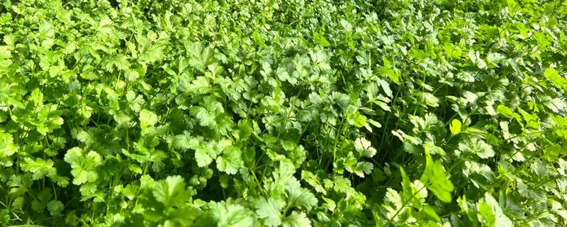 种植香菜后过多久浇水，经过7天左右再提供水分