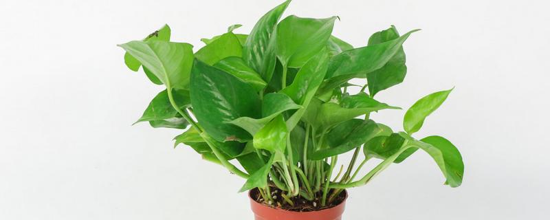 绿萝怕冷吗，是一种比较怕冷的热带植物