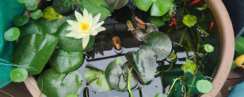 睡莲的开花时间，白天和晚上都可以开放