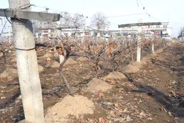 红提葡萄病害的防治方式,需及时喷药