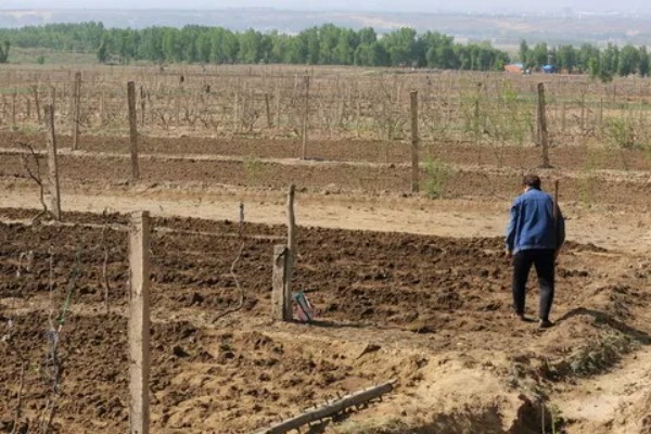 红提葡萄病害的防治方式,需及时喷药