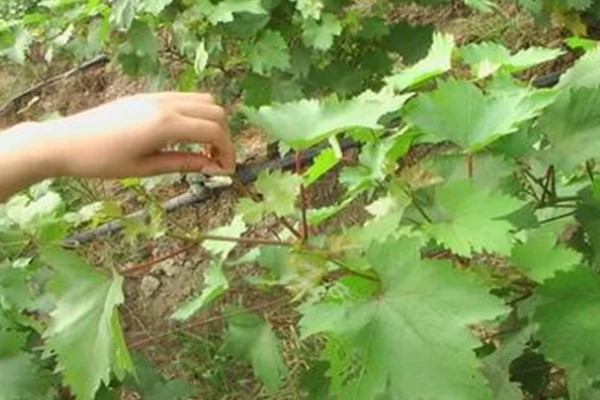 红提葡萄病害的防治方式,需及时喷药