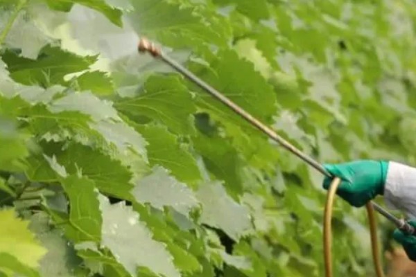 红提葡萄病害的防治方式,需及时喷药