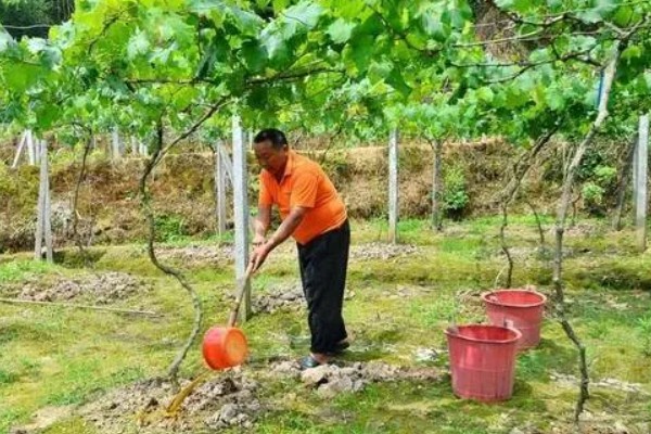 红提葡萄病害的防治方式,需及时喷药