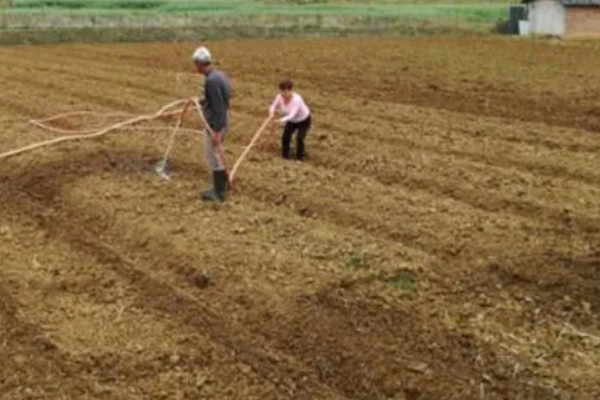 红提葡萄病害的防治方式,需及时喷药