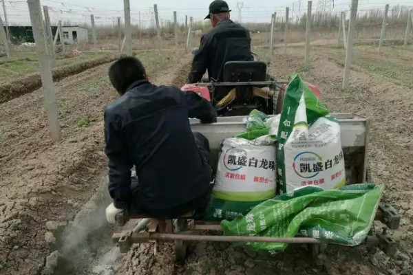 红提葡萄病害的防治方式,需及时喷药