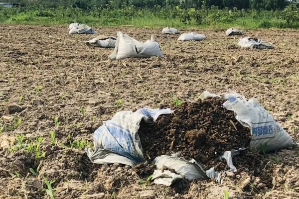 红提葡萄病害的防治方式,需及时喷药