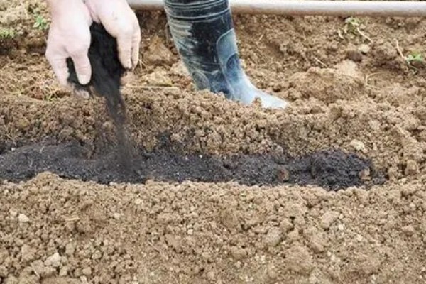 红提葡萄病害的防治方式,需及时喷药