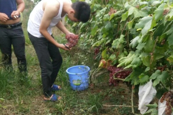 红提葡萄病害的防治方式,需及时喷药