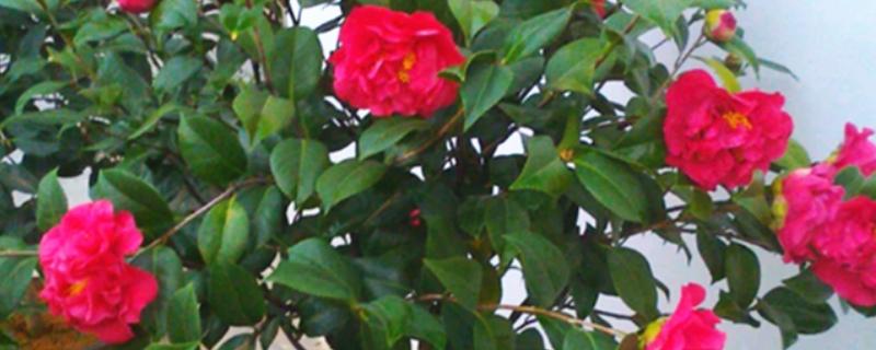 茶花冬季移栽过多久可以活，经过2个月就可以恢复生长