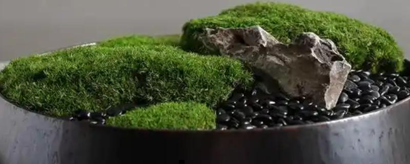 怎么培养盆景青苔，适宜生长在湿润的土壤中