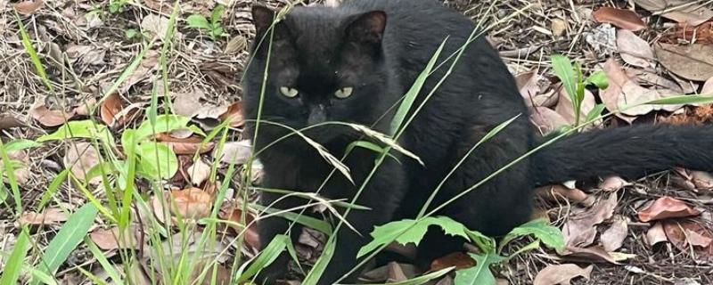 猫长猫癣的原因，可能是生活环境差、抵抗力弱所致