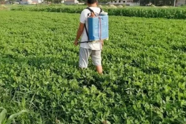 芸苔素内酯的作用,可增甜、着色、促花保果等