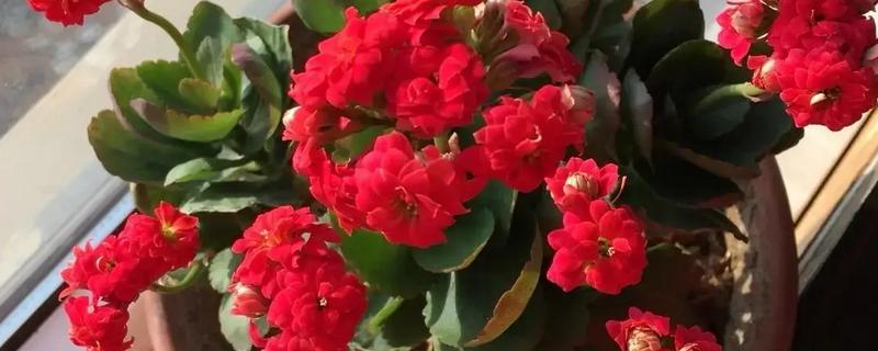 长寿花在春天开花吗，可以在春季开花