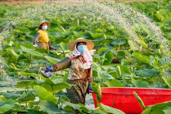 莲藕的施肥方法,生长期间一共要追施3次肥料